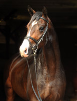 Trakehner Hengst von Symont u.d. Pr.u.St.Pr.St. Guendalina v. Red Patrick - Foto: Beate Langels