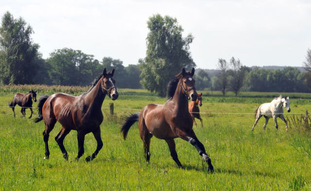 Zweijhrige Wallache - li. Karalino v. Summertime, in der Mitte Ascari v. Freudenfest - 5. September 2012, Foto: Beate Langels, Trakehner Gestt Hmelschenburg