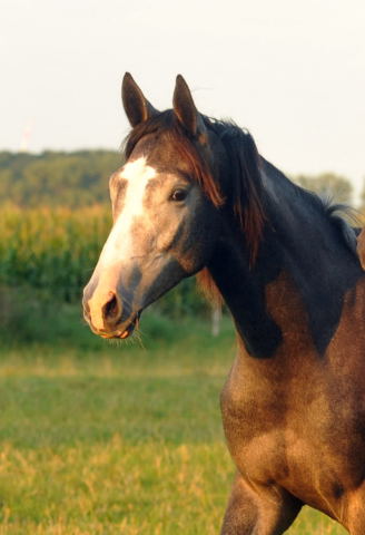 Trakehner Hengst von Saint Cyr u.d. Teatime v. Summertime, Foto: Beate Langels - Trakehner Gestt Hmelschenburg