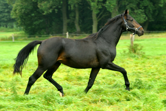 Oldenburger Hengst von Summertime u.d. Beloved v. Kostolany - Sandro - Foto Beate Langels  Trakehner Gestt Hmelschenburg