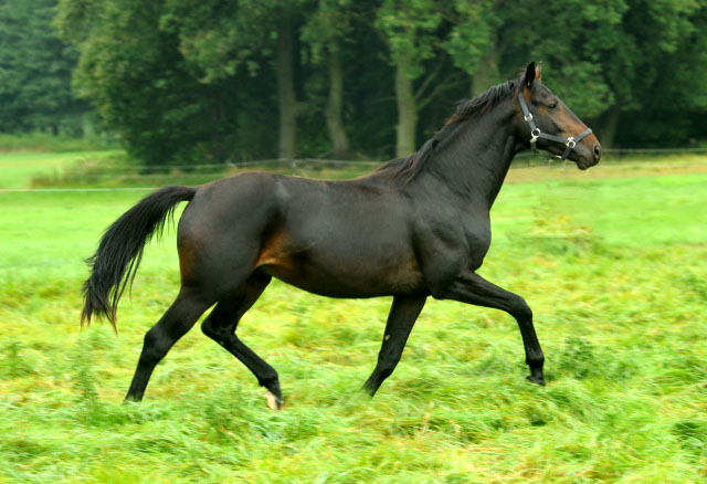 Zweijhriger Oldenburger Hengst von Summertime u.d. Beloved v. Kostolany - 5. September 2012, Foto: Beate Langels, Trakehner Gestt Hmelschenburg
