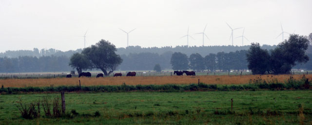 September 2012, Foto: Beate Langels, Trakehner Gestt Hmelschenburg