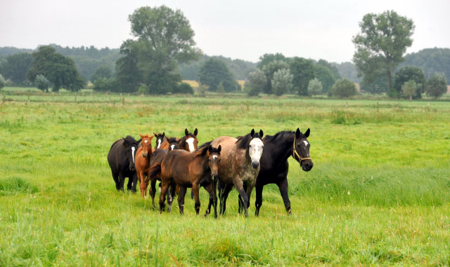 Stuten und Fohlen - vorn v.re.n.li.: Samsara, Teatime und ihr Fohlen von Exclusiv - 5.September 2012, Foto: Beate Langels, Trakehner Gestt Hmelschenburg