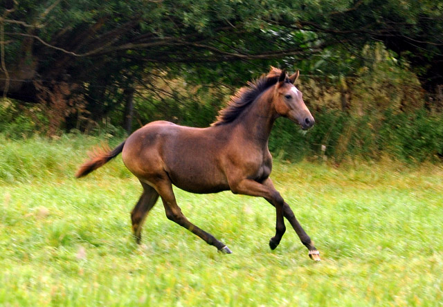 Stutfohlen von Exclusiv u.d. Teatime v. Summertime am 5. September 2012, Foto: Beate Langels, Trakehner Gestt Hmelschenburg