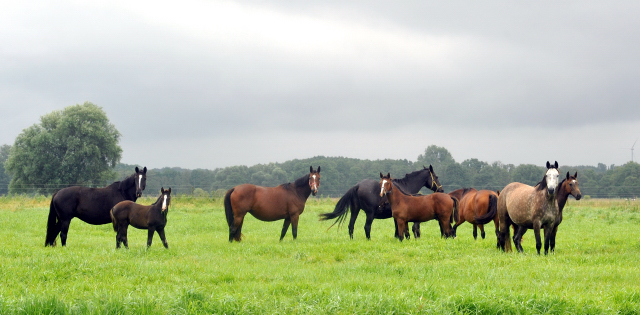 September 2012, Foto: Beate Langels, Trakehner Gestt Hmelschenburg