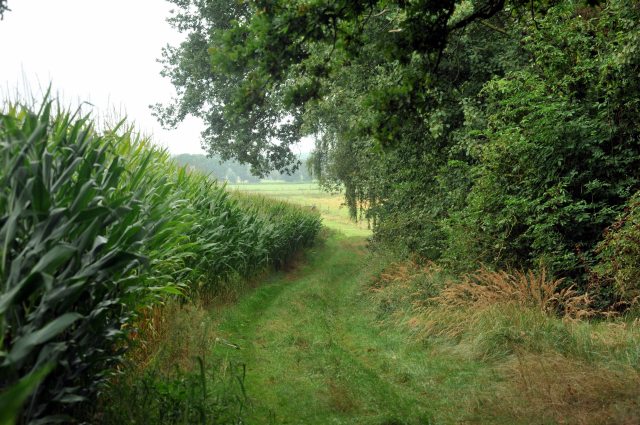  5.September 2012, Foto: Beate Langels, Trakehner Gestt Hmelschenburg