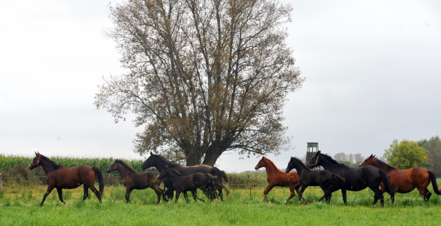 vorn Karalina v. Exclusiv - 5.September 2012, Foto: Beate Langels, Trakehner Gestt Hmelschenburg