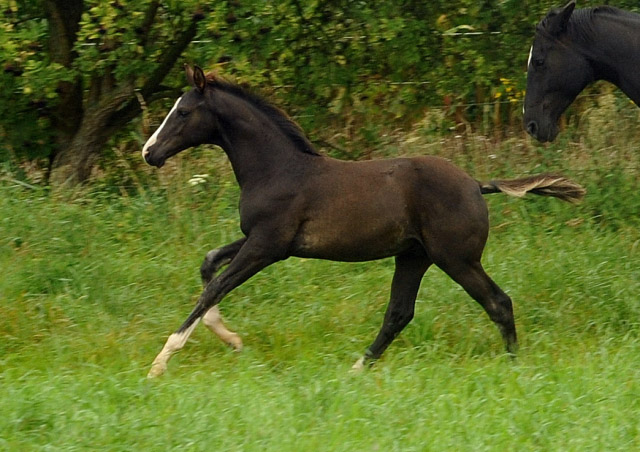 Hengstfohlen von Saint Cyr u.d. Pr.u.StPrSt. Grace Note v. Alter Fritz - 5.September 2012, Foto: Beate Langels, Trakehner Gestt Hmelschenburg