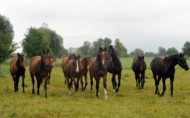 Jhrlingsstuten - in der Mitte Stute v. Saint Cyr u.d. Dejaniera v. Freudenfest - am 5. September 2012, Foto: Beate Langels, Trakehner Gestt Hmelschenburg