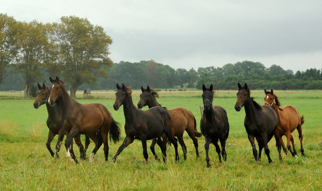 Jhrlingsstuten - 5.September 2012, Foto: Beate Langels, Trakehner Gestt Hmelschenburg