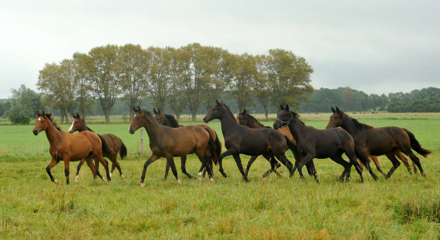 Jhrlingsstuten - an dritter Stelle: Stute v. Saint Cyr u.d. Dejaniera v. Freudenfest, 5. September 2012, Foto: Beate Langels, Trakehner Gestt Hmelschenburg