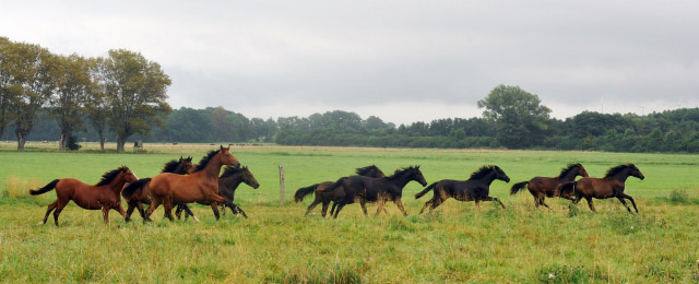 Die Gruppe der Jhrlingstuten - 5. September 2012, Foto: Beate Langels, Trakehner Gestt Hmelschenburg