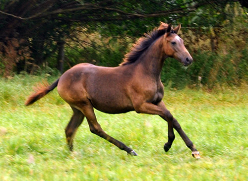 Tea and sugar - Stutfohlen von Exclusiv u.d. Teatime v. Summertime - Foto: Beate Langels - Zchter : Trakehner Gestt Hmelschenburg