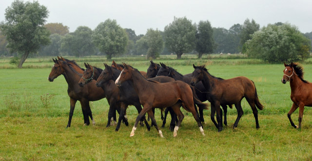vorn: Stute v. Saint Cyr u.d. Pr.u.StPrSt. Grace Note v. Alter Fritz - 5.September 2012, Foto: Beate Langels, Trakehner Gestt Hmelschenburg