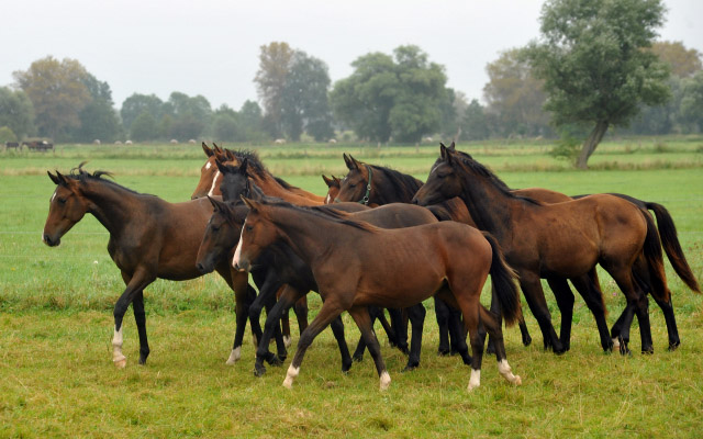 vorn: Stute v. Saint Cyr u.d. Pr.u.StPrSt. Grace Note v. Alter Fritz - 5.September 2012, Foto: Beate Langels, Trakehner Gestt Hmelschenburg