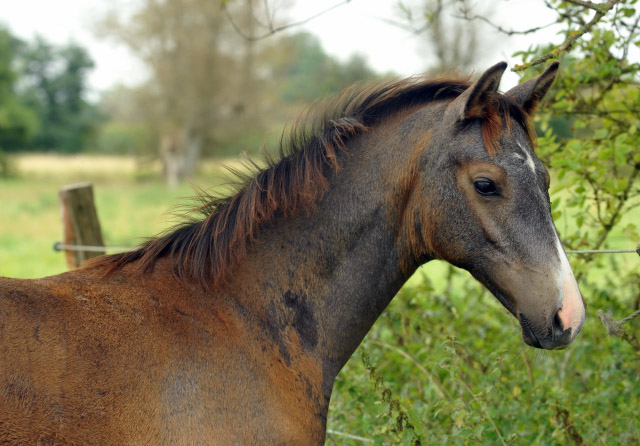 Trakehner Hengstfohlen von Millenium u.d. Pr.u.St.PrSt. Thalia v. Exclusiv - September 2012, Foto: Beate Langels, Trakehner Gestt Hmelschenburg