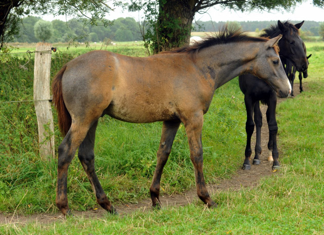 Trakehner Hengstfohlen von Millenium u.d. Pr.u.St.PrSt. Thalia v. Exclusiv - September 2012, Foto: Beate Langels, Trakehner Gestt Hmelschenburg