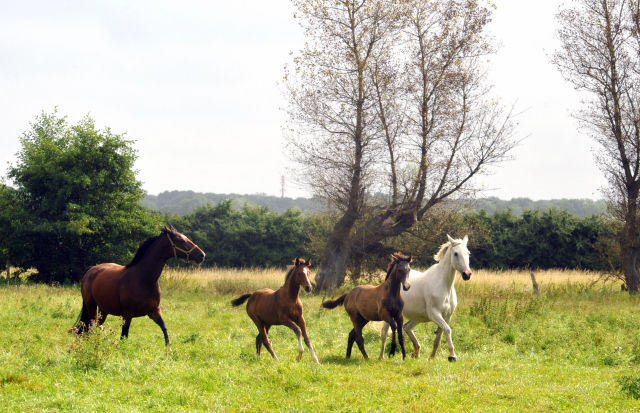 Dejaniera mit Stutfohlen von Saint Cyr und Thalia mit Hengstfohlen von Millenium - September 2012, Foto: Beate Langels, Trakehner Gestt Hmelschenburg