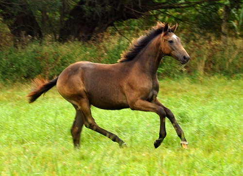 Tea and sugar - Stutfohlen von Exclusiv u.d. Teatime v. Summertime - Foto: Beate Langels - Zchter : Trakehner Gestt Hmelschenburg