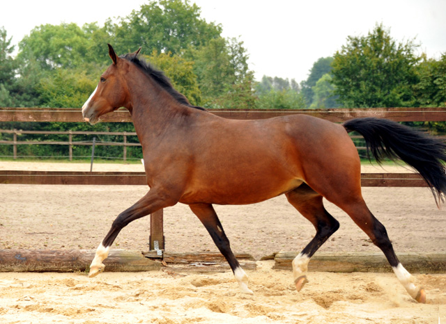 3jhrige Stute von Saint Cyr u.d. Pr.u.StPrSt. Grace Note v. Alter Fritz - Gestt Schplitz - Foto: Richard Langels, Gestt Schplitz