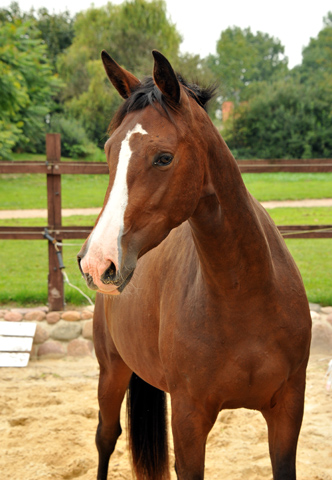 3jhrige Stute von Saint Cyr u.d. Pr.u.StPrSt. Grace Note v. Alter Fritz - Gestt Schplitz - Foto: Richard Langels, Gestt Schplitz