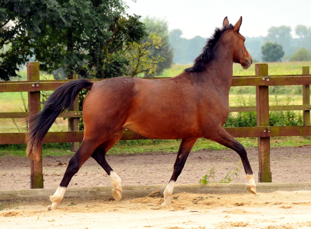 3jhrige Stute von Saint Cyr u.d. Pr.u.StPrSt. Grace Note v. Alter Fritz - Gestt Schplitz - Foto: Richard Langels, Gestt Schplitz