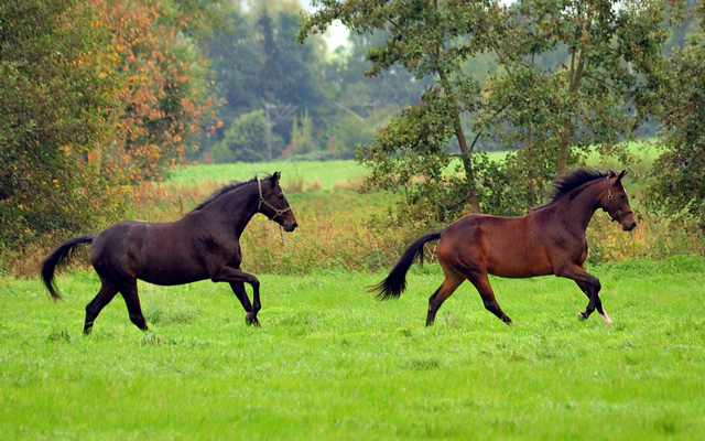 Valentine und Gabbana- Trakehner Gestt Hmelschenburg - Beate Langels