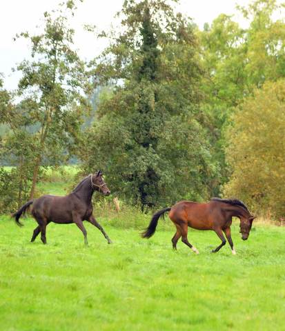 Valentine und Gabbana  - Trakehner Gestt Hmelschenburg - Beate Langels