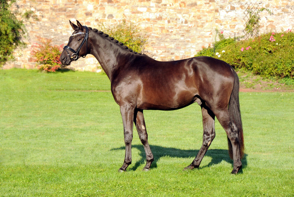 Scansano v. His Moment u.d. Schwalbenlicht - Foto: Beate Langels - Trakehner Gestt Hmelschenburg