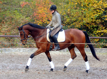 Goliath von Shavalou u.d. Guendalina v. Red Patrick xx - Foto: Beate Langels - Trakehner Gestt Hmelschenburg