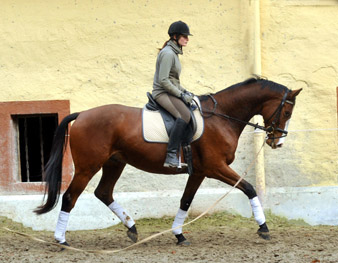 Goliath von Shavalou u.d. Guendalina v. Red Patrick xx - Foto: Beate Langels - Trakehner Gestt Hmelschenburg