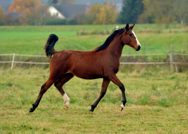 Stutfohlen von Oliver Twist u.d. Prmienstute Rominten v. Manrico - Foto: Beate Langels