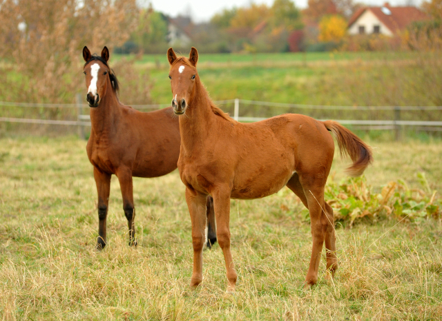 Stutfohlen von Freudenfest u.d. Pr.St. Wolfsfhrte v. Kostolany - Foto: Beate Langels