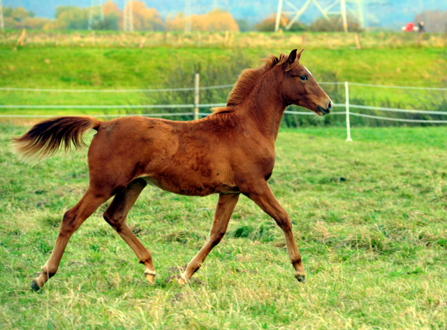 Stutfohlen von Freudenfest u.d. Pr.St. Wolfsfhrte v. Kostolany - Foto: Beate Langels