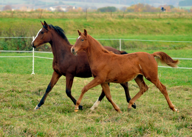Stutfohlen von Freudenfest u.d. Pr.St. Wolfsfhrte v. Kostolany - Foto: Beate Langels