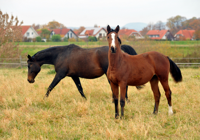 Stutfohlen von Oliver Twist u.d. Prmienstute Rominten v. Manrico - Foto: Beate Langels