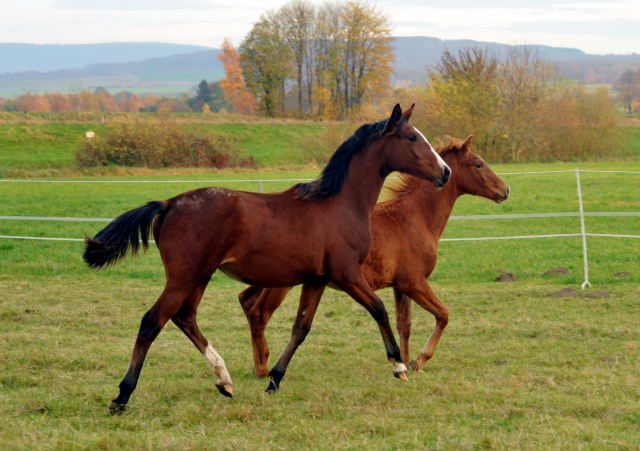Stutfohlen von Oliver Twist u.d. Prmienstute Rominten v. Manrico - Foto: Beate Langels