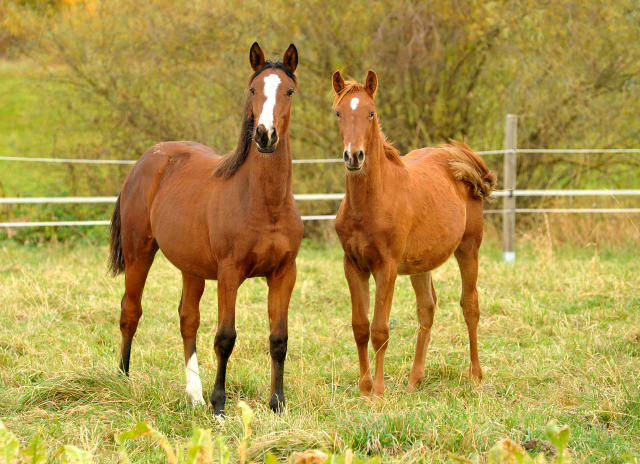 Stutfohlen von Freudenfest u.d. Pr.St. Wolfsfhrte v. Kostolany - Foto: Beate Langels