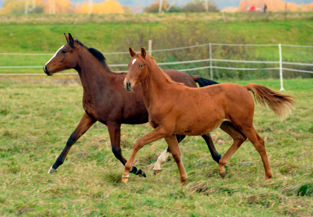 Stutfohlen von Freudenfest u.d. Pr.St. Wolfsfhrte v. Kostolany - Foto: Beate Langels