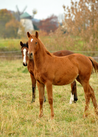 Stutfohlen von Freudenfest u.d. Pr.St. Wolfsfhrte v. Kostolany - Foto: Beate Langels