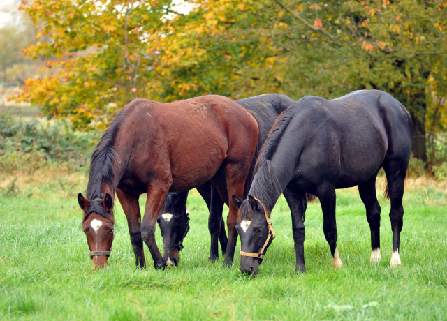 Hmelschenburger Jhrlingshengste am 5. November 2015  - Foto Beate Langels - Trakehner Gestt Hmelschenburg