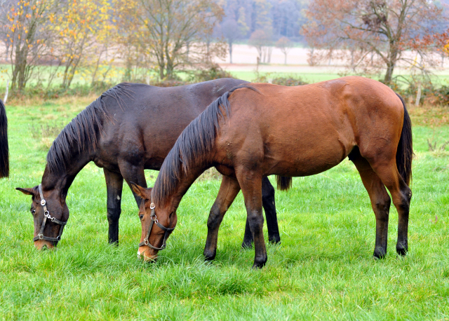 Hmelschenburger Jhrlingshengste am 5. November 2015  - Foto Beate Langels - Trakehner Gestt Hmelschenburg