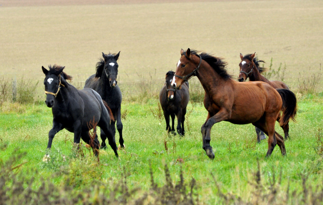 Hmelschenburger Jhrlingshengste am 5. November 2015  - Foto Beate Langels - Trakehner Gestt Hmelschenburg