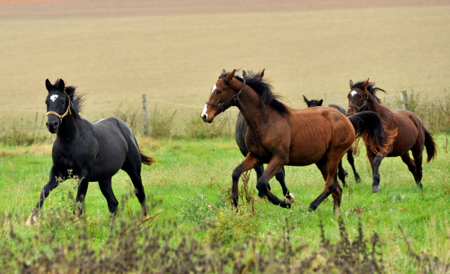 Hmelschenburger Jhrlingshengste am 5. November 2015  - Foto Beate Langels - Trakehner Gestt Hmelschenburg