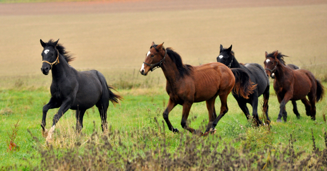 Hmelschenburger Jhrlingshengste am 5. November 2015  - Foto Beate Langels - Trakehner Gestt Hmelschenburg