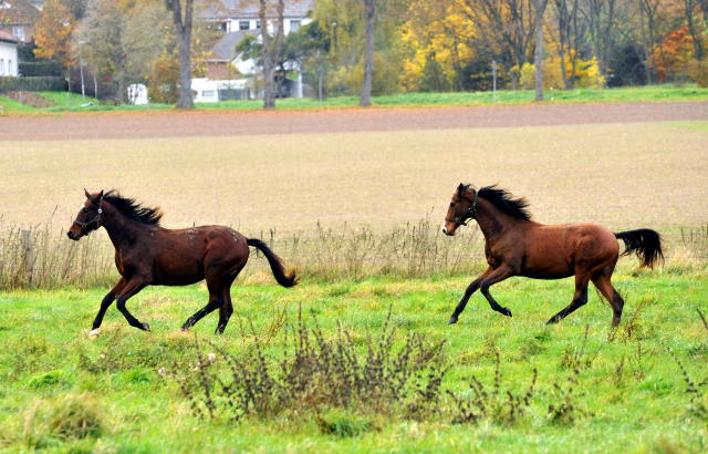 Hmelschenburger Jhrlingshengste am 5. November 2015  - Foto Beate Langels - Trakehner Gestt Hmelschenburg