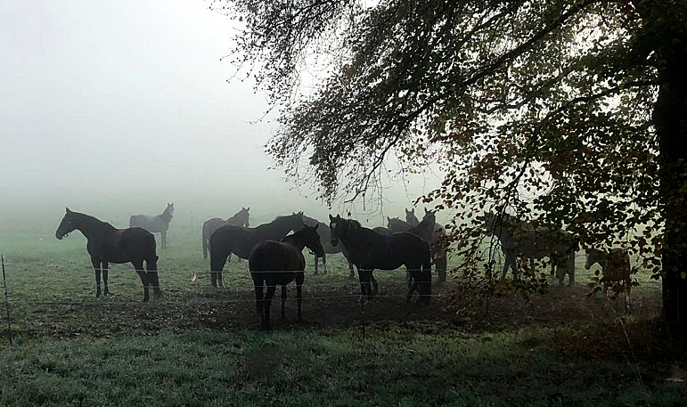 Impressionen vom November 2022 - Trakehner Gestt Hmelschenburg  - Foto: Beate Langels