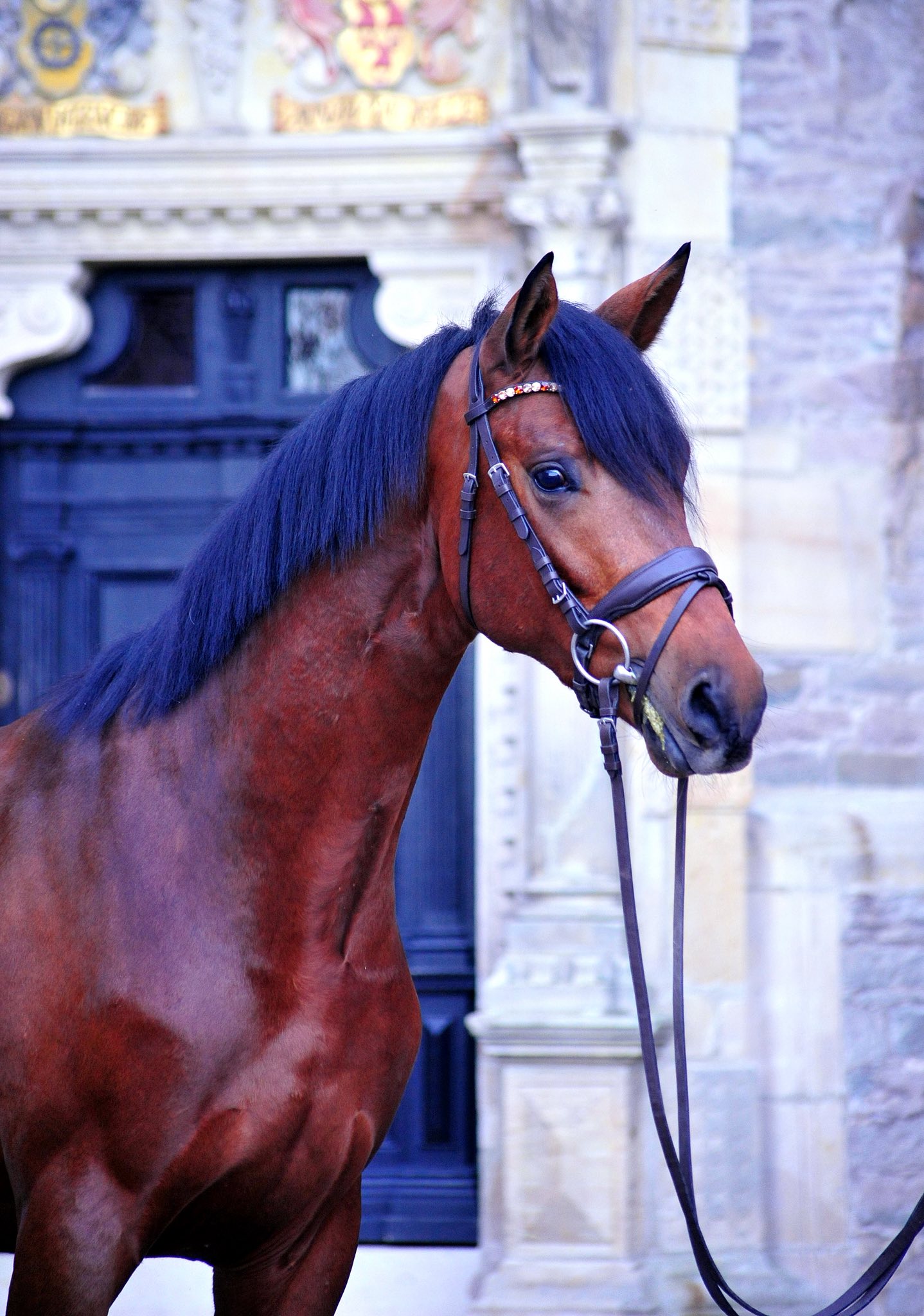 Hengst von Glcksruf u.d. Pr.St. Schwalbe's Beauty v. High Motion - Foto: Beate Langels