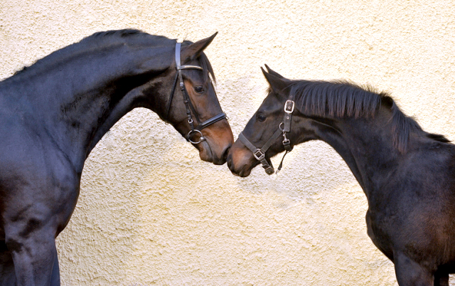 Die beiden Saint Cyr Shne Under Fire und dessen junger Vollbruder a.d. Under the Moon v. Easy Game
 - Foto: Beate Langels - Trakehner Gestt Hmelschenburg