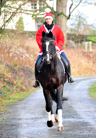 Saint Cyr v. Kostolany - Nikolaus 2020 - Foto: Beate Langels - 
Trakehner Gestt Hmelschenburg